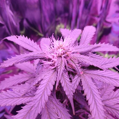 Gorilla Candy Auto growlog timeline photo