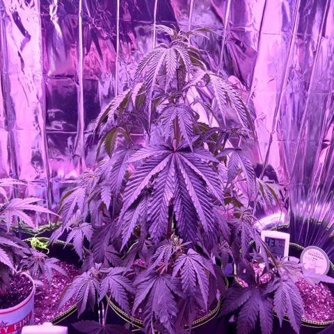 Lemon Cherry Gelato growlog timeline photo