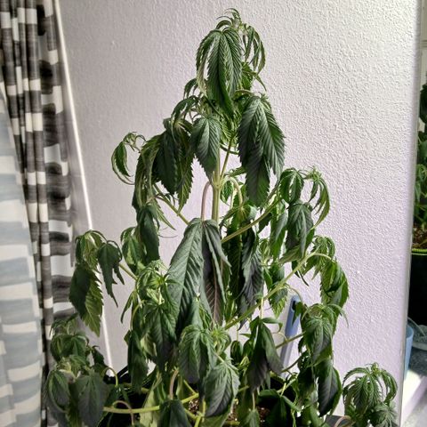 Lemon Cherry Gelato growlog photo: R.I.P i smell root rot, and theres already other plants i cant risk the spread to. I had to pull the plug.