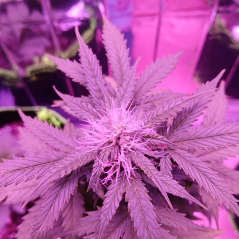 Gorilla Candy Auto growlog timeline photo