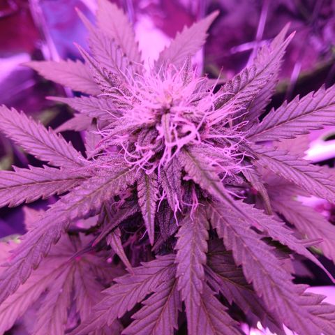 Gorilla Candy Auto growlog timeline photo