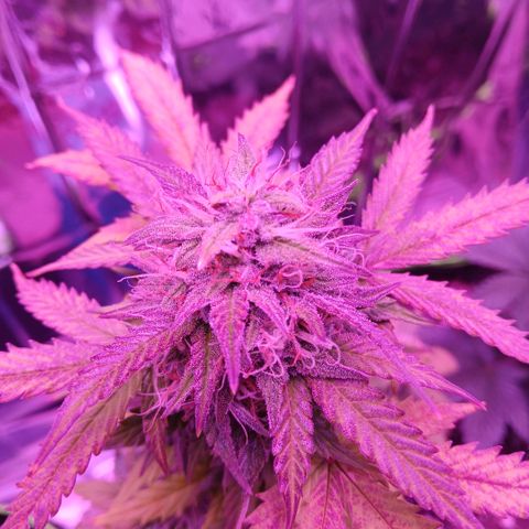 Gorilla Candy Auto growlog timeline photo