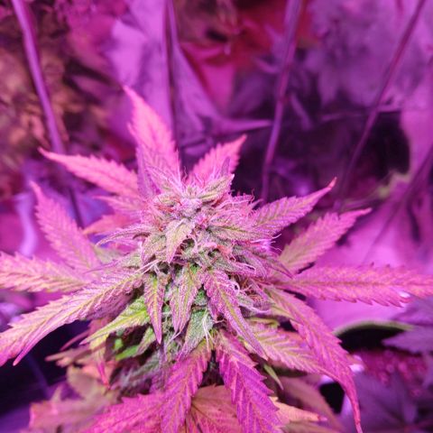 Gorilla Candy Auto growlog timeline photo