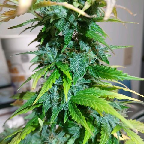 Gorilla Candy Auto growlog timeline photo