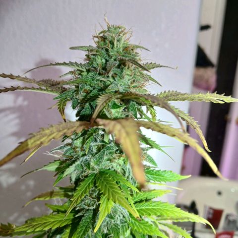 Gorilla Candy Auto growlog timeline photo
