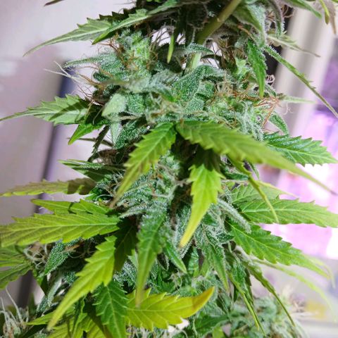 Gorilla Candy Auto growlog timeline photo