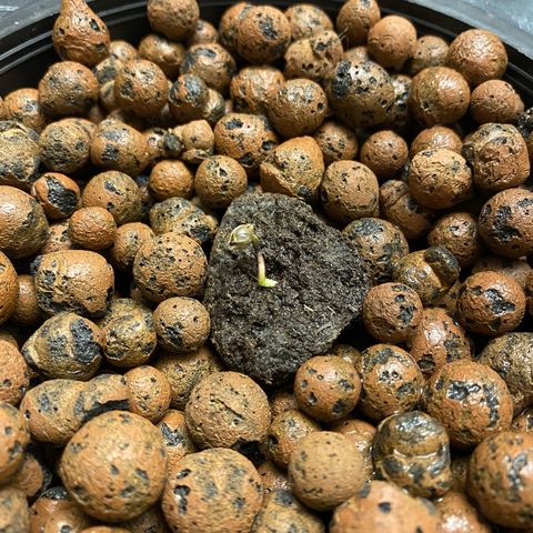 Barbenheimer  growlog timeline photo