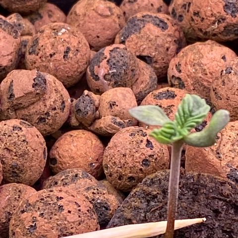Barbenheimer  growlog timeline photo
