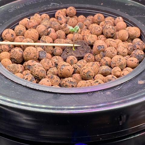 Barbenheimer  growlog timeline photo