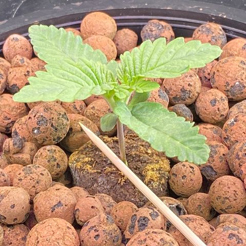 Barbenheimer  growlog timeline photo