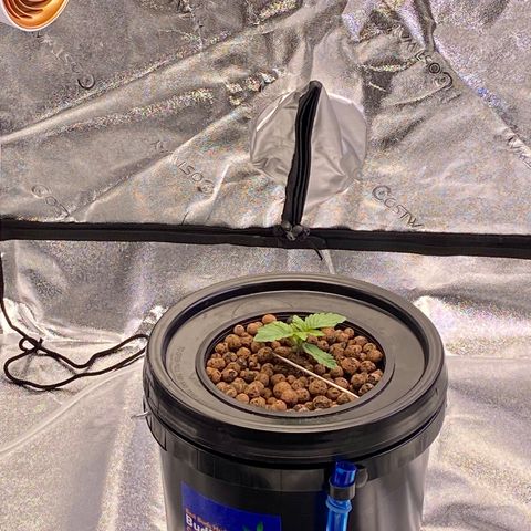 Barbenheimer  growlog timeline photo