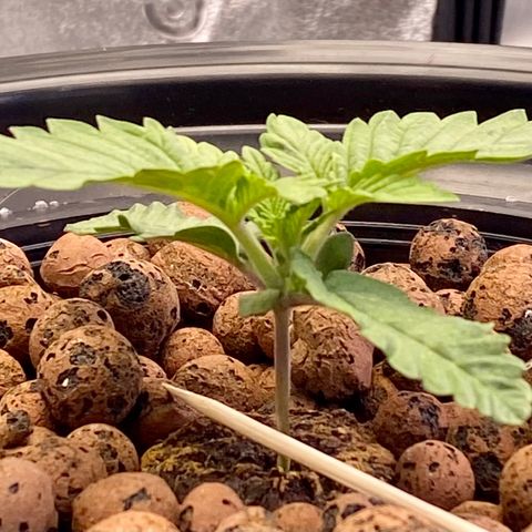 Barbenheimer  growlog timeline photo