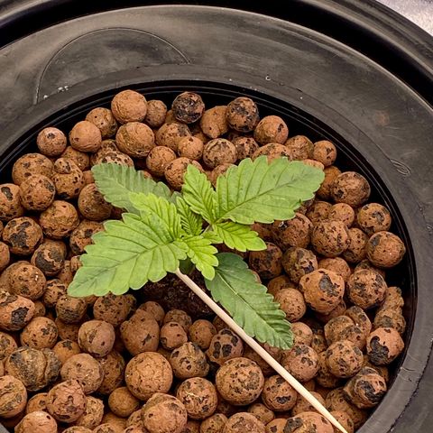 Barbenheimer  growlog timeline photo