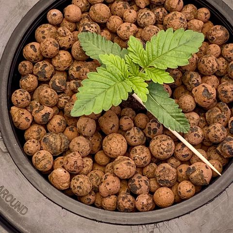 Barbenheimer  growlog timeline photo