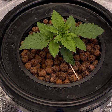 Barbenheimer  growlog timeline photo