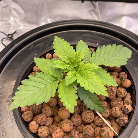Barbenheimer  growlog timeline photo