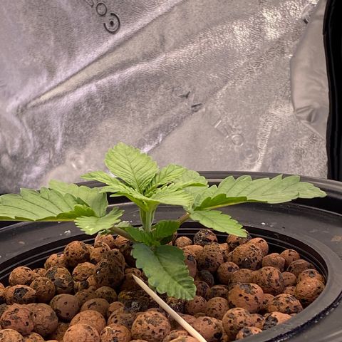 Barbenheimer  growlog timeline photo