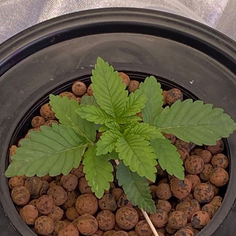Barbenheimer  growlog timeline photo
