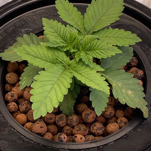 Barbenheimer  growlog timeline photo