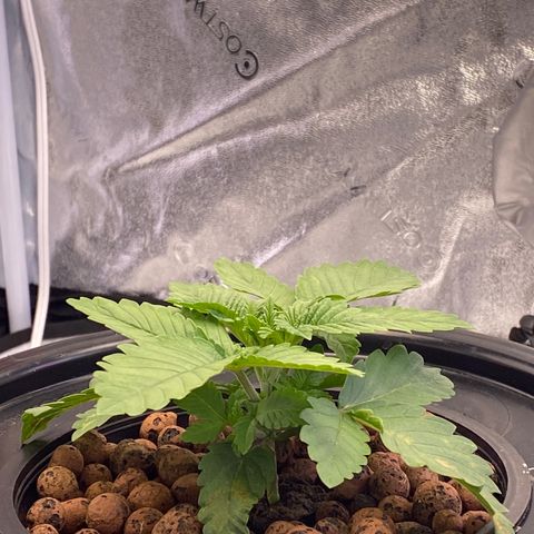 Barbenheimer  growlog timeline photo