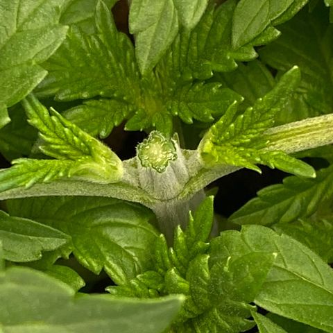 Barbenheimer  growlog timeline photo