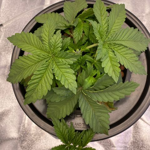 Barbenheimer  growlog timeline photo