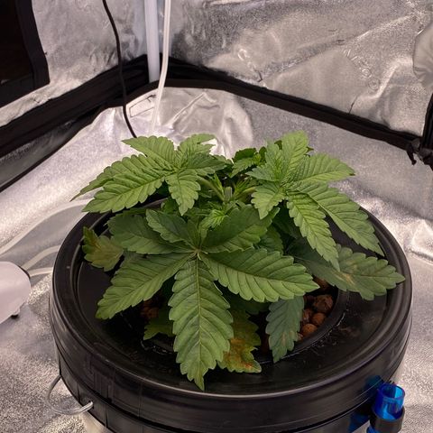 Barbenheimer  growlog timeline photo