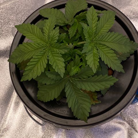 Barbenheimer  growlog timeline photo