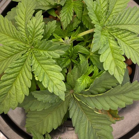 Barbenheimer  growlog timeline photo