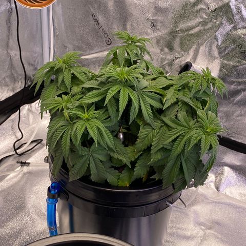 Barbenheimer  growlog timeline photo