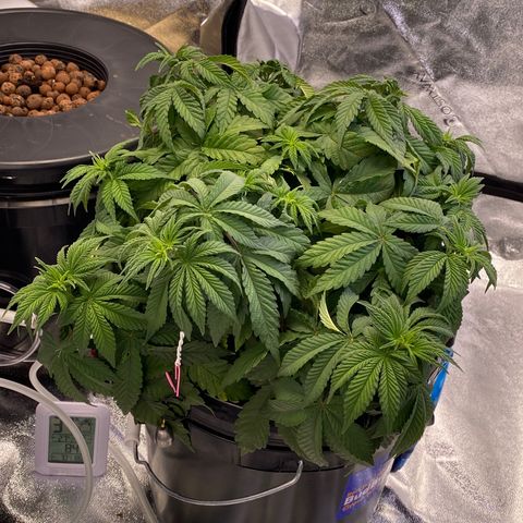 Barbenheimer  growlog timeline photo