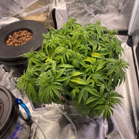 Barbenheimer  growlog timeline photo