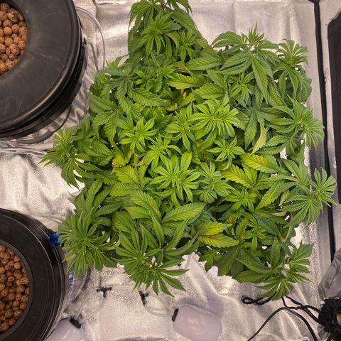 Barbenheimer  growlog timeline photo