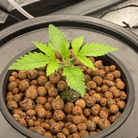 Ice Spice growlog timeline photo
