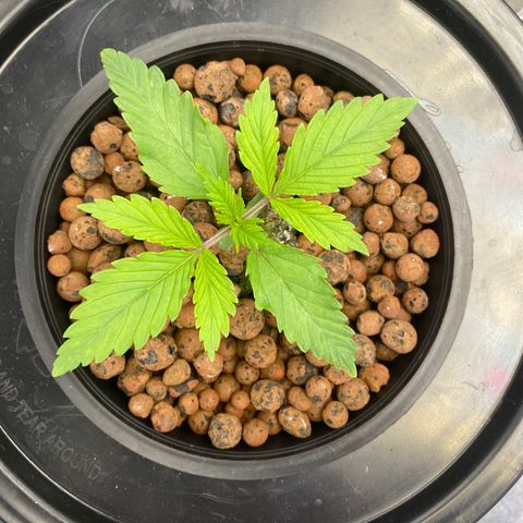 Ice Spice growlog timeline photo