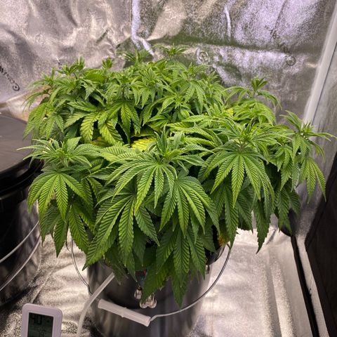 Barbenheimer  growlog timeline photo