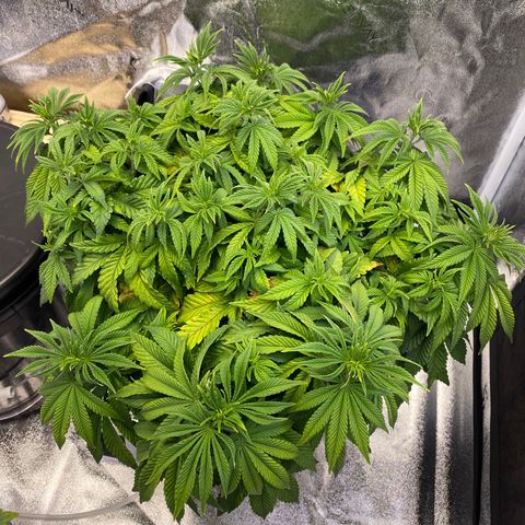 Barbenheimer  growlog timeline photo