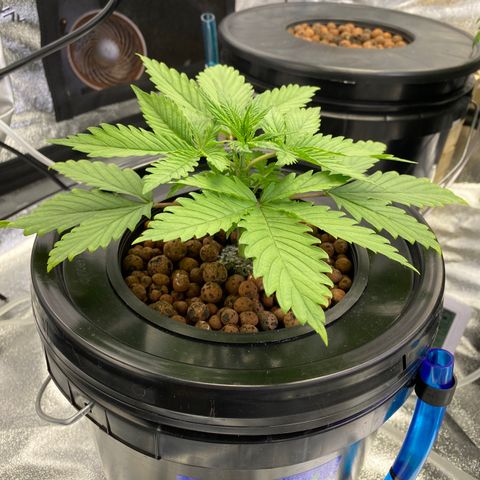 Ice Spice growlog timeline photo