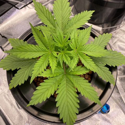 Ice Spice growlog timeline photo