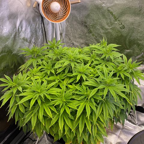 Barbenheimer  growlog timeline photo