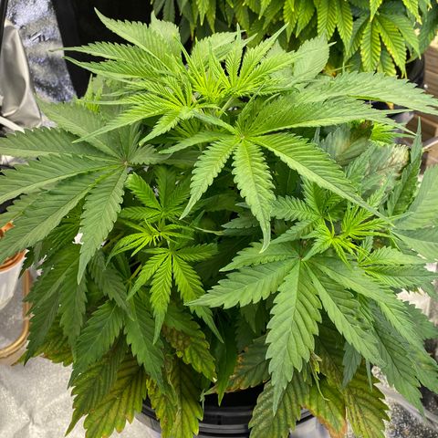 Ice Spice growlog timeline photo