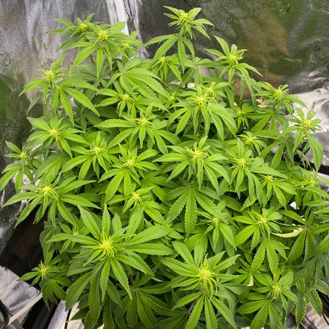 Barbenheimer  growlog timeline photo