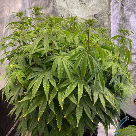 Barbenheimer  growlog timeline photo