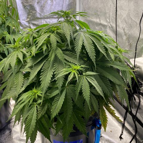 Ice Spice growlog timeline photo