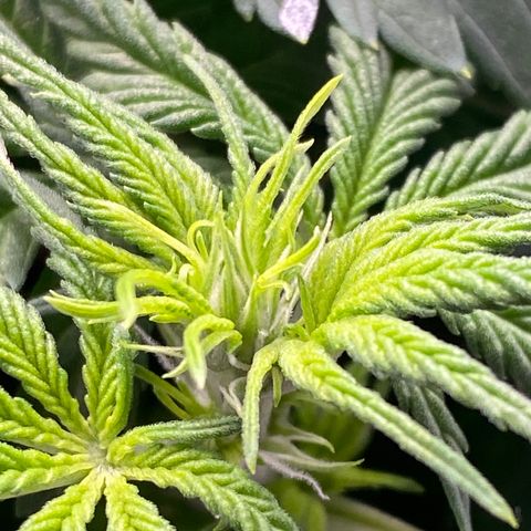 Ice Spice growlog timeline photo
