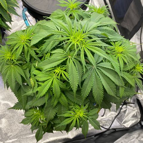 Ice Spice growlog timeline photo