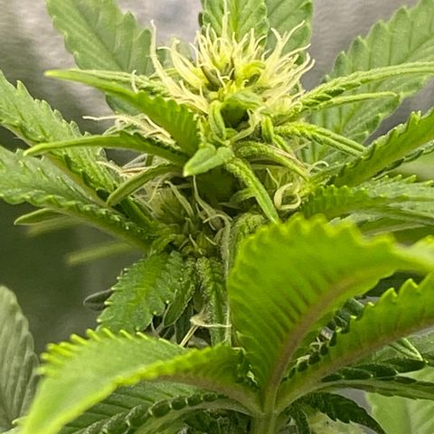 Barbenheimer  growlog timeline photo
