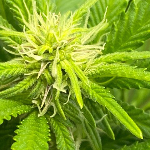 Barbenheimer  growlog timeline photo