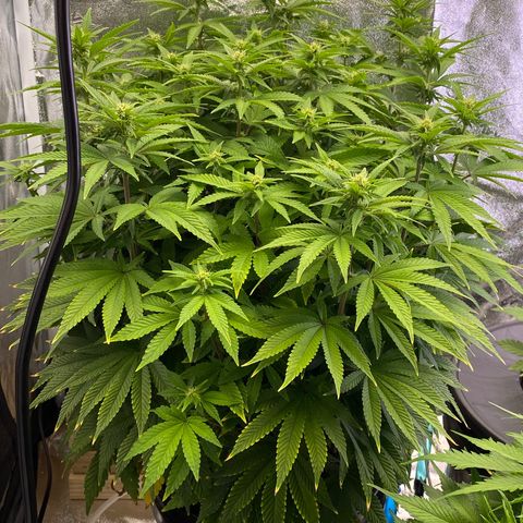 Barbenheimer  growlog timeline photo