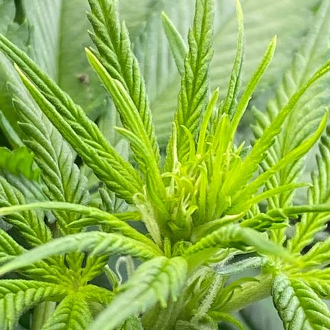 Ice Spice growlog timeline photo